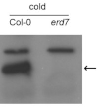 ERD7 | Early Response to Dehydration 7 in the group Antibodies Plant/Algal / Environmental Stress / Cold stress at Agrisera AB (Antibodies for research) (AS19 4317)